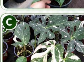 Planta tropical disponible en Infoplant